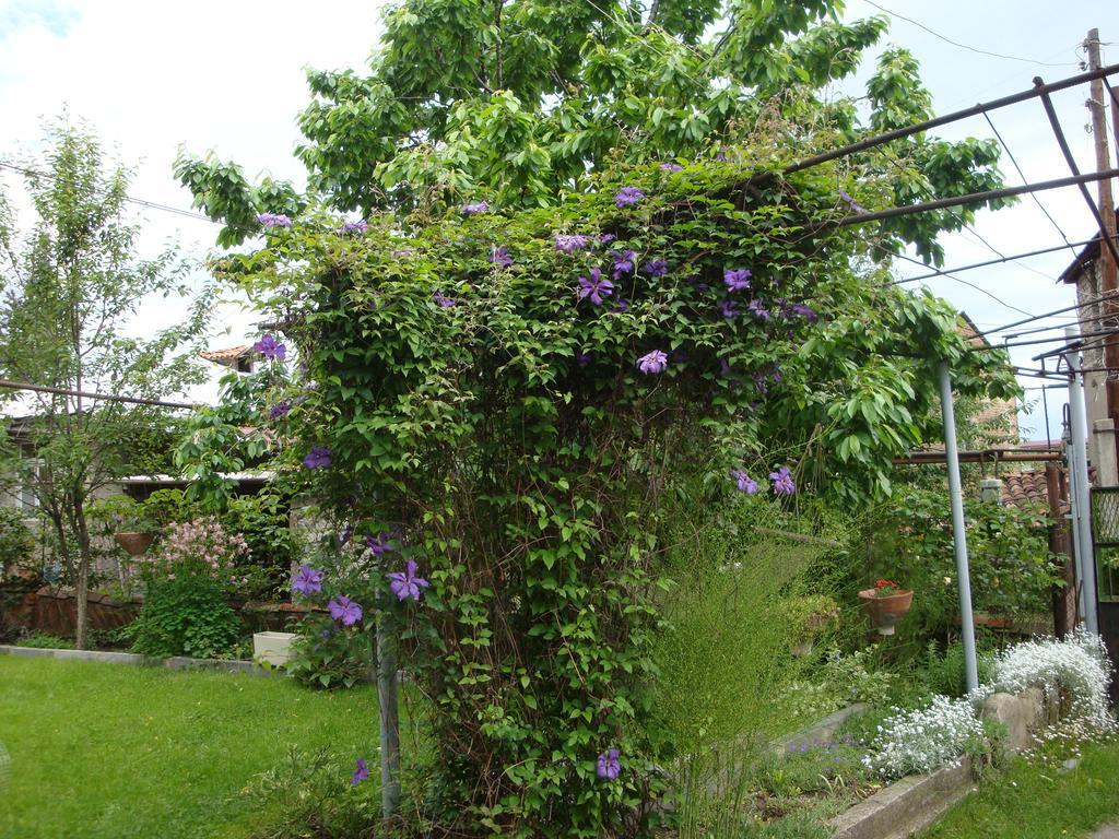 Tamari Guest House Telavi Kültér fotó